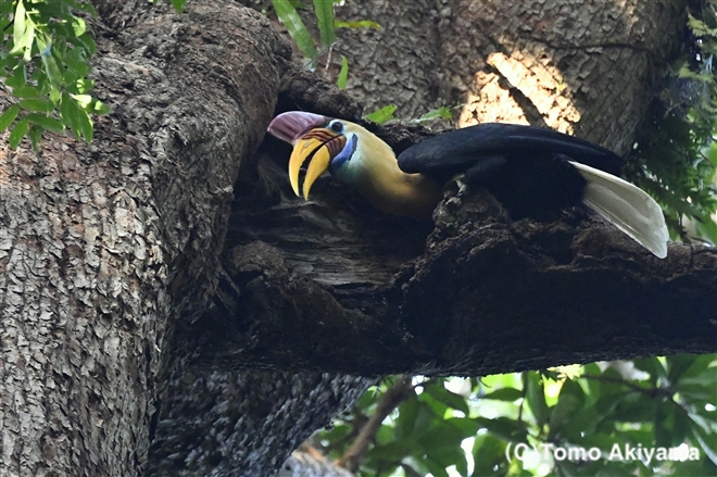 インドネシア Wildlife Photo Journal 動物スペシャリスト 秋山知伸