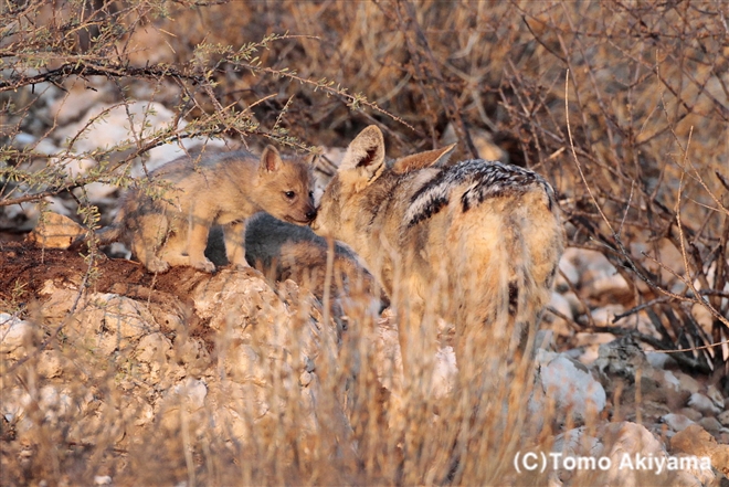 イヌ科 Wildlife Photo Journal 動物スペシャリスト 秋山知伸