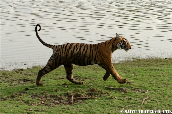 Bengal Tiger -Ranthambore National Park (11)