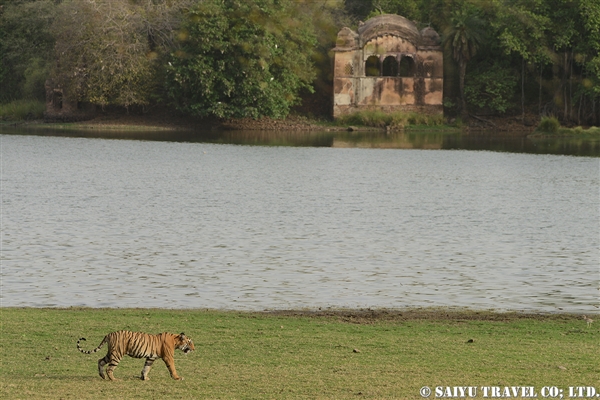 Bengal Tiger -Ranthambore National Park (12)