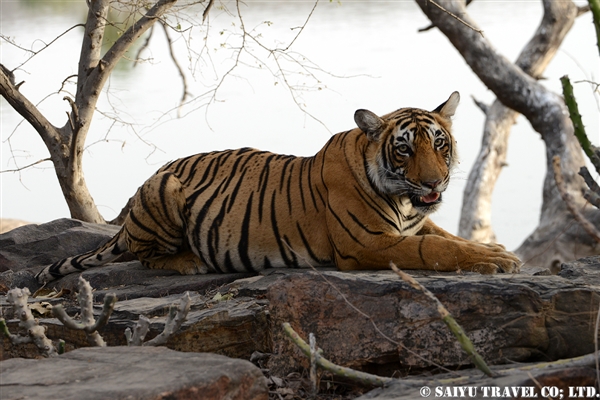 Bengal Tiger -Ranthambore National Park (2)