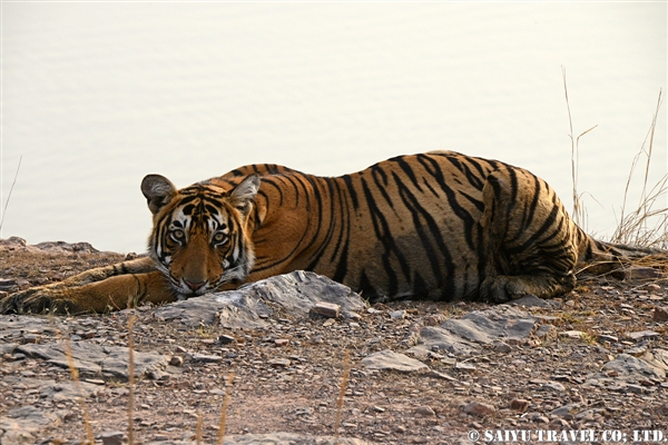 Bengal Tiger -Ranthambore National Park (3)