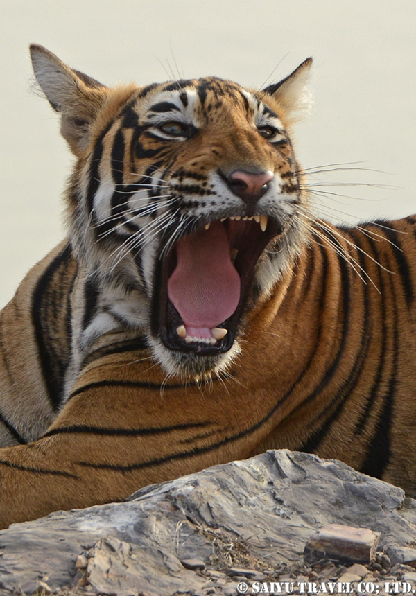 Bengal Tiger -Ranthambore National Park (4)