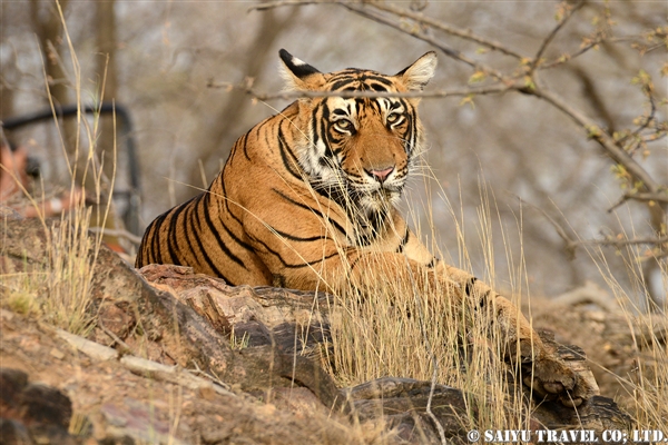 Bengal Tiger -Ranthambore National Park (6)