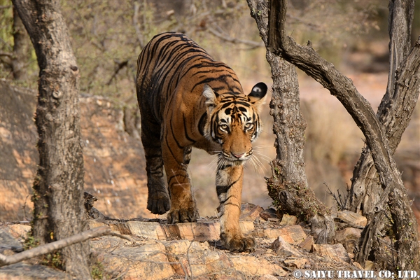 Bengal Tiger -Ranthambore National Park (8)