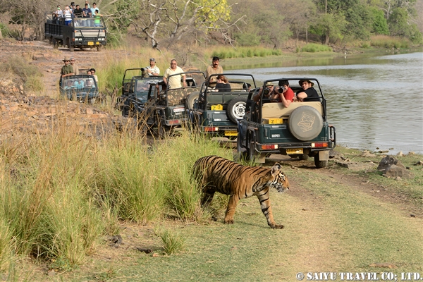 Bengal Tiger -Ranthambore National Park (9)