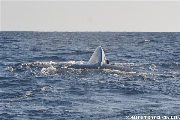 Blue Whale - Trincomalee (11)