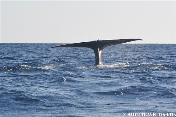 Blue Whale - Trincomalee (12)
