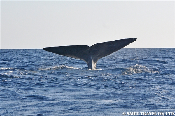 Blue Whale - Trincomalee (13)