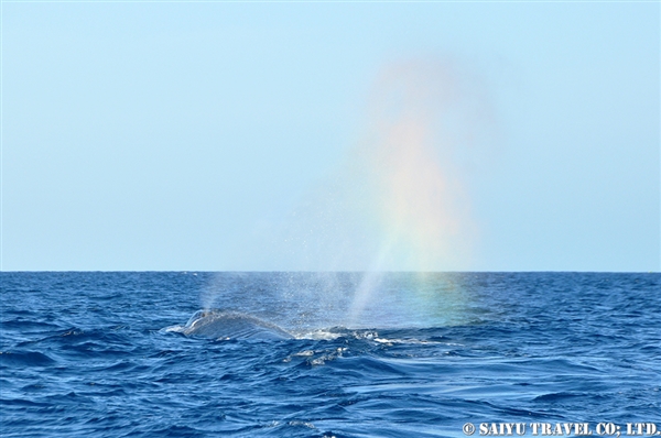 Blue Whale - Trincomalee (15)