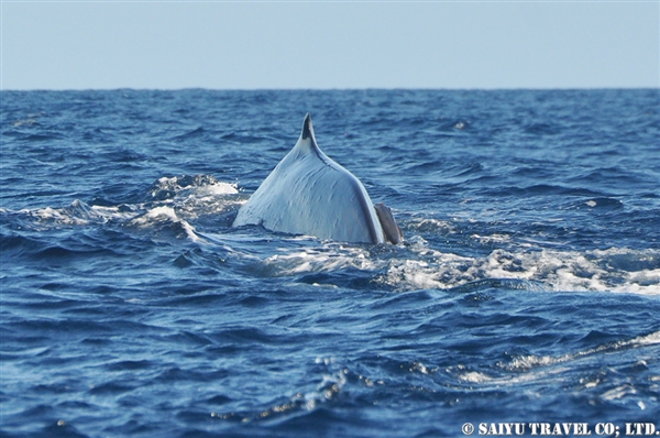 Blue Whale - Trincomalee (16)