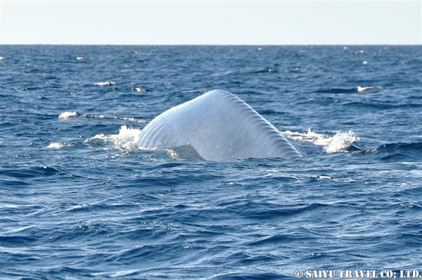 Blue Whale - Trincomalee (18)