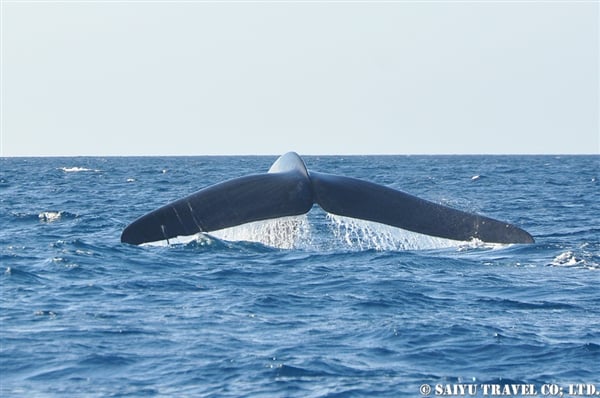 Blue Whale - Trincomalee (19)