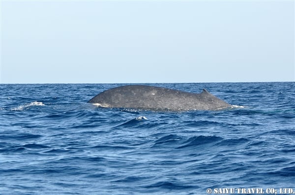 Blue Whale - Trincomalee (3)