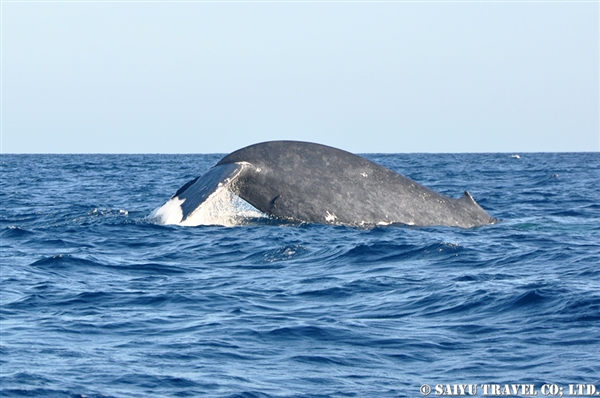Blue Whale - Trincomalee (4)