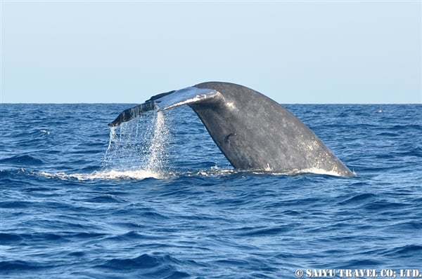 Blue Whale - Trincomalee (5)