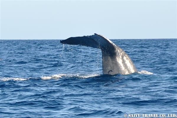 Blue Whale - Trincomalee (6)
