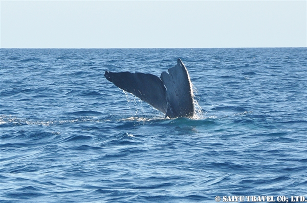 Blue Whale - Trincomalee (7)