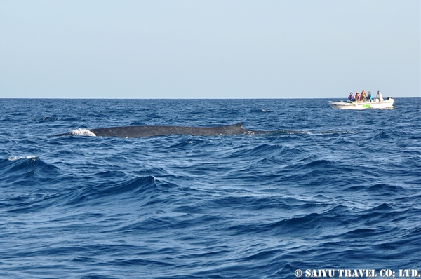 Blue Whale - Trincomalee (8)
