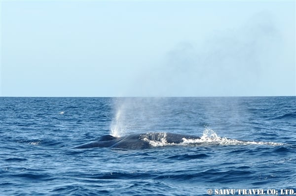 Blue Whale - Trincomalee (9)