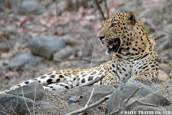Indian leopard - Ranthambore NP (3)