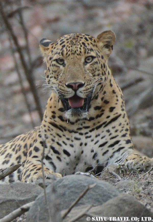 Indian leopard - Ranthambore NP (5)