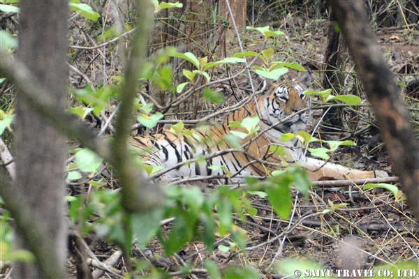 Pench National Park (1) Bengal Tiger