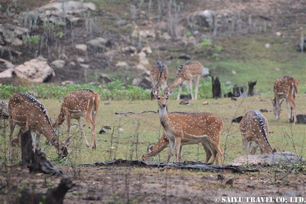 Pench National Park (9)