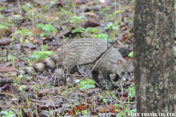Pench National Park -Small Indian Civet Cat