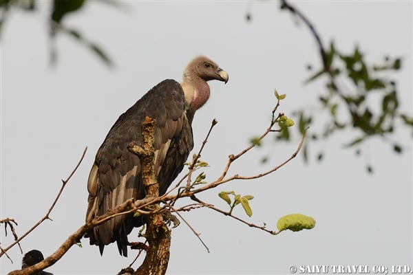 Pench National Park -White rumped vulture