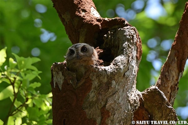 Indian Scops Owl (6)