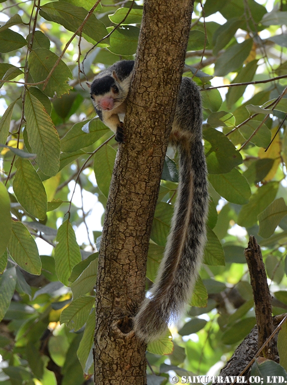Sri Lanka Giant Squirrel (4)