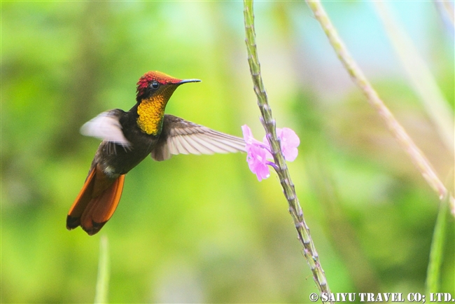 ルビートパーズハチドリ Ruby-topaz Hummingbird ASA WRIGHT NATURE CENTRE (11)