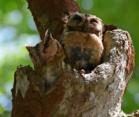 インドオオコノハズク Indian Scops Owl
