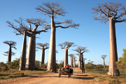 マダガスカル ベマラハ国立公園のツィンギーとバオバブの並木道 