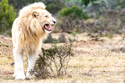 南アフリカ　イースタンケープのホワイトライオン