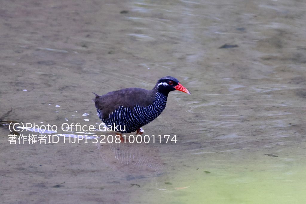 川を渡るヤンバルクイナ