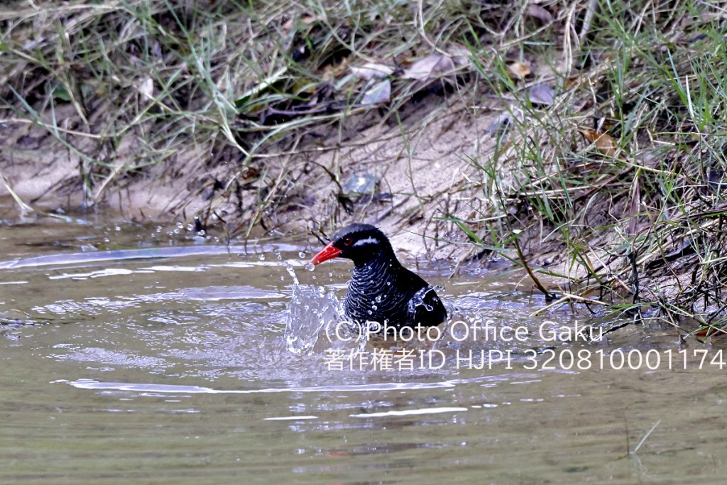 水浴びをするヤンバルクイナ