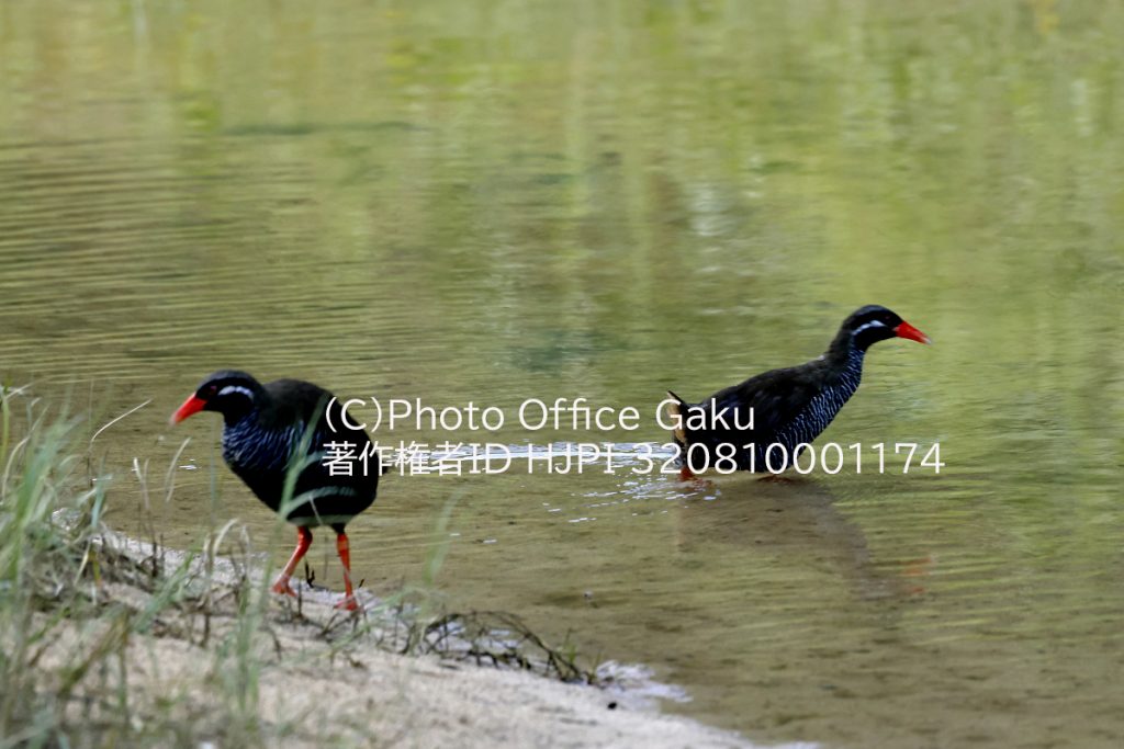 川を渡るヤンバルクイナ