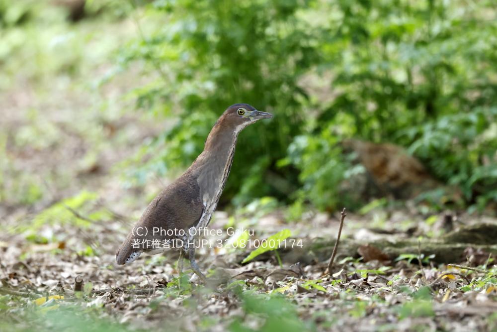 ズグロミゾゴイ成鳥