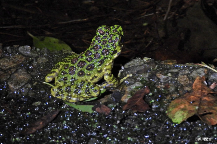 アマミイシカワガエル