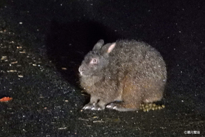 アマミノクロウサギ