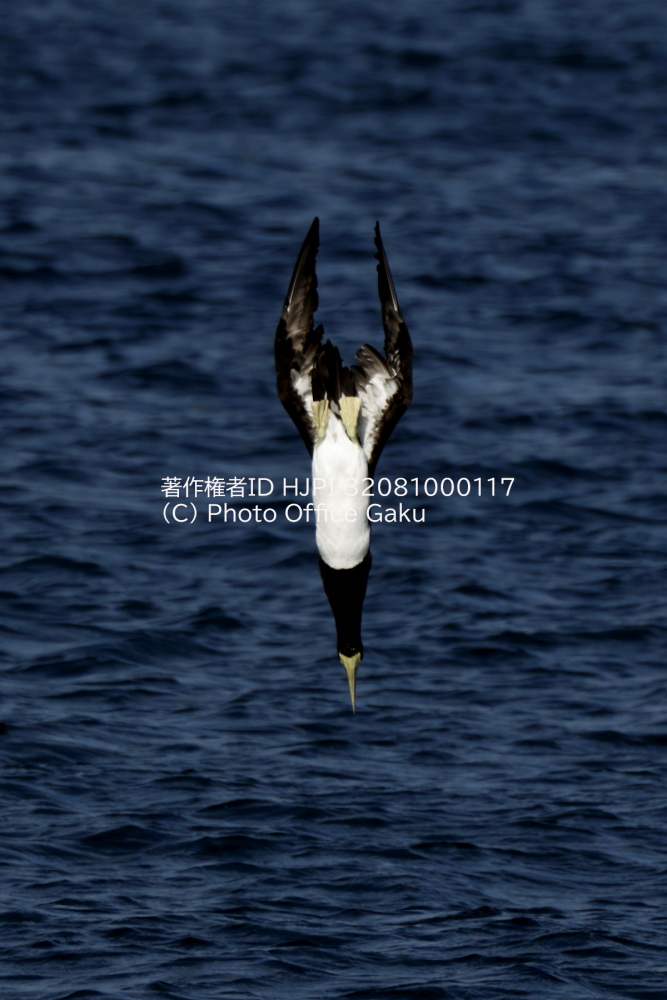 カツオドリの飛び込み