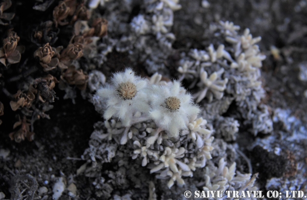 ヒマラヤの花 世界の花だより