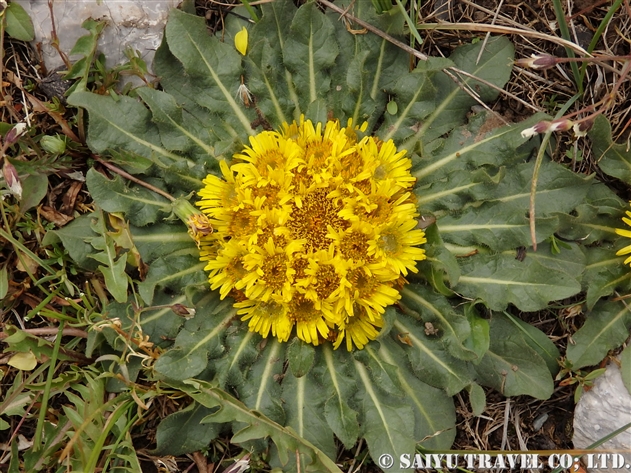 ヒマラヤの花 世界の花だより