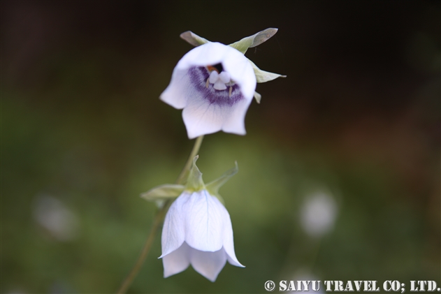 チベットの花 世界の花だより