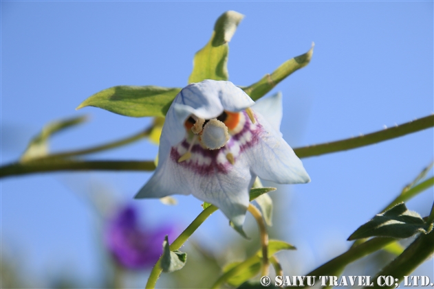 チベットの花 世界の花だより