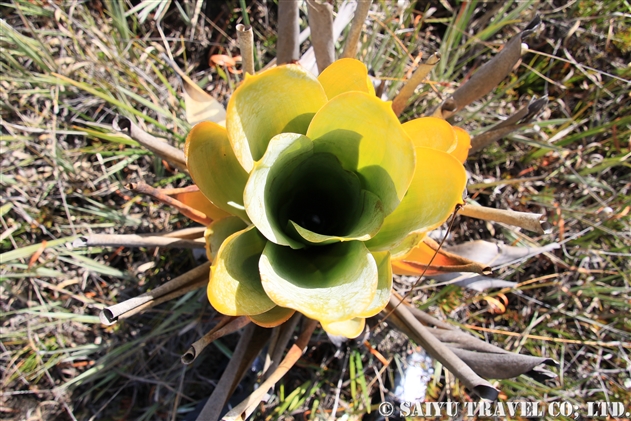 パイナップル科 Bromeliaceae 世界の花だより