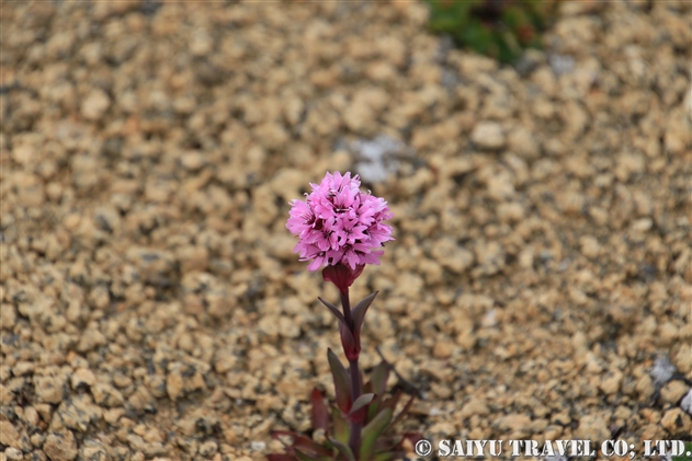 マンテマ属 Silene 世界の花だより