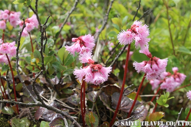 イワカガミ Schizocodon Soldanelloides 世界の花だより